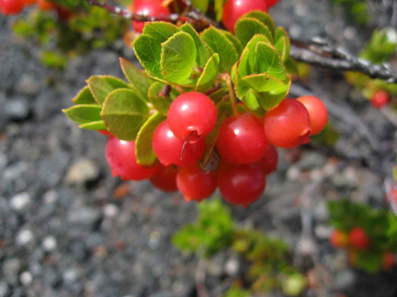 berries